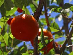 oranges hanging from a tree