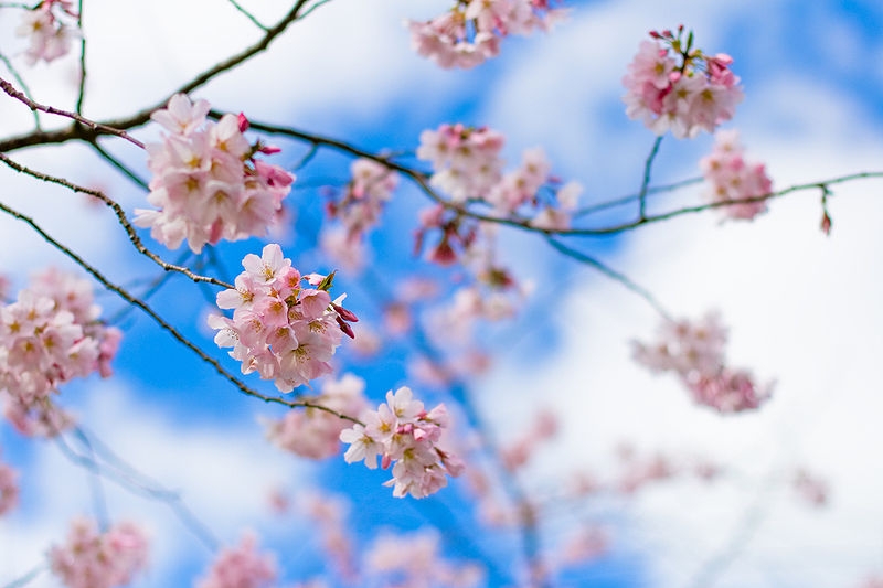 Cherry Blossoms