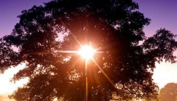 sun shining through leaves of a tree