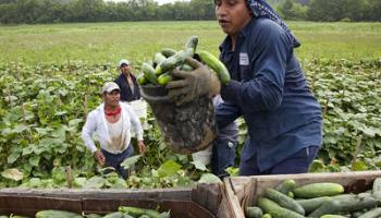 foreign workers picking vegetables