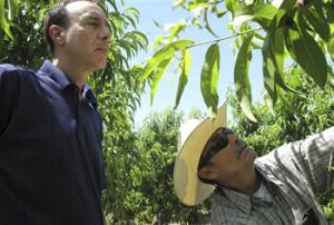 In this April 29, 2014 photo, Dan Gerawan, owner of at Gerawan Farming, Inc., left, talks with crew boss Jose Cabello in a nectarine orchard near Sanger, Calif. Gerawan is in a battle with the United Farm Workers, which wants to represent thousands of workers at the family farm.