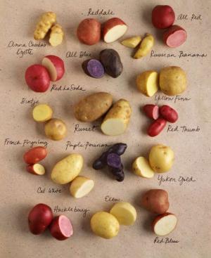 different types of potatoes