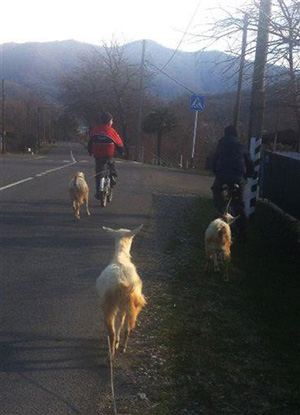 In this photo taken Saturday, Feb. 15, 2014, two boys tug their goats home tied to their bicycles as they ride through the mountain village of Bolshoi Kichmai near Sochi, Russia. The Circassians, who live in Bolshoi Kichmai and other villages sprinkled through the Sochi region, are one piece in a patchwork of more than 100 ethnic groups across the Caucasus. That diversity contributes to Russia's cultural wealth - and has posed challenges to Russian rulers.