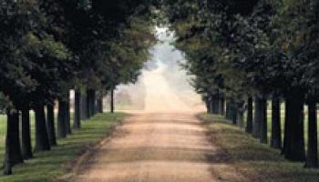 dirt road between rows of trees