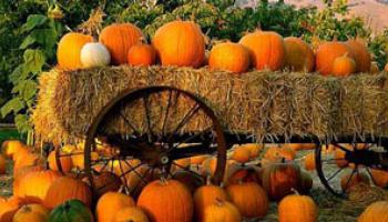 Halloween Pumpkins