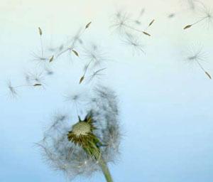 fluffy dandelion seeds floating in the wind