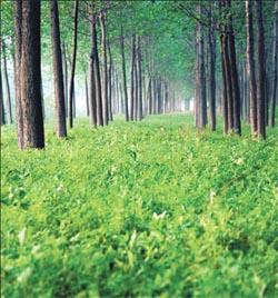 forest with foliage