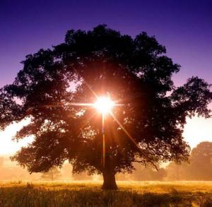 sun shining through leaves of a tree