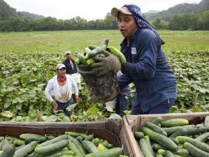 foreign workers picking vegetables